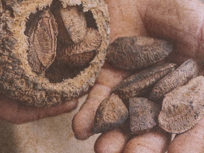 Adriano GAmbarini/OPAN