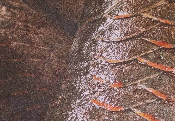 Bernardo Oliveira/OPAN